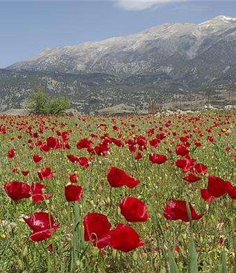 10 Papaver rhoeas Seeds - Red Corn Poppy - Annual Seeds - Sow Spring Autumn