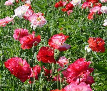 Papaver rhoeas Seeds - Shirley Poppy Double Mix - Annual Seeds - Sow Autumn Spring