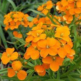 20 Cheiranthus allionii Seeds - Siberian Wallflower - Sow Spring Autumn - Annual