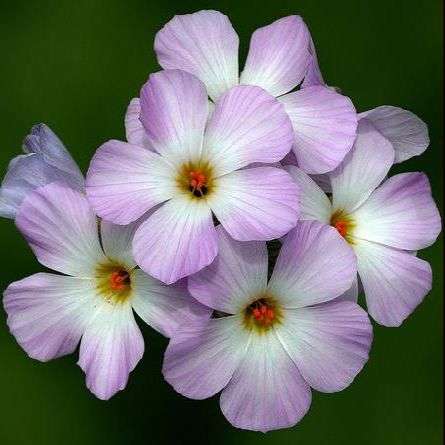 100 Linanthus grandiflorus Seeds - Mountain Phlox - Sow Autumn or Spring - Annual Seeds