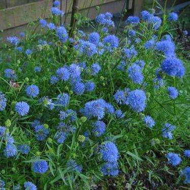 Gilia capitata Seeds - Globe Gilia, Blue Thimble Flower - Sow All Year - Annual