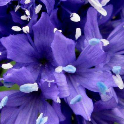 100 Gilia capitata Seeds - Globe Gilia, Blue Thimble Flower - Sow All Year - Annual