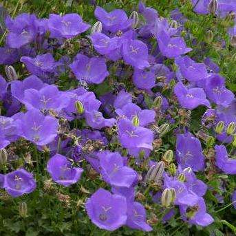 250 Campanula carpatica Seeds - Carpathian Bellflower + Free Seeds with ALL Orders - Perennial Seeds