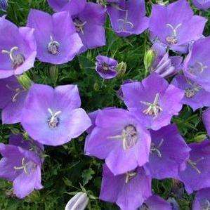 Campanula carpatica Seeds - Carpathian Bellflower - Perennial Seeds