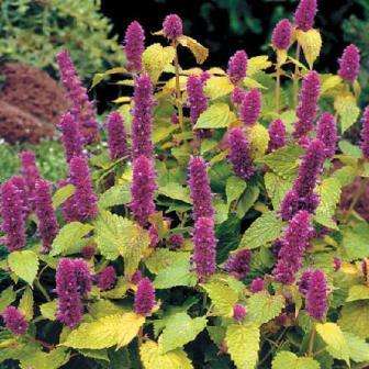 50 Hyssop Lavender, Licorice Mint Seeds ~ Agastache foeniculum Seeds ~ Herbs