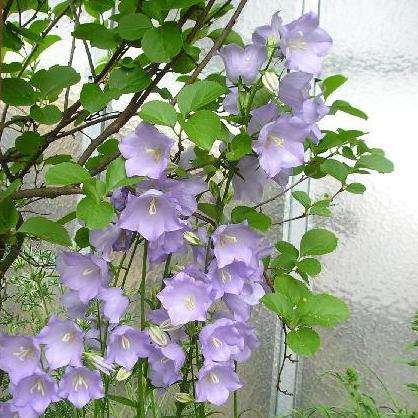 Campanula persicifolia Seeds - Willow Bellflower - Perennial Seeds