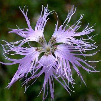 50 Dianthus superbus Seeds - Fringed Pinks - Perennial Seeds