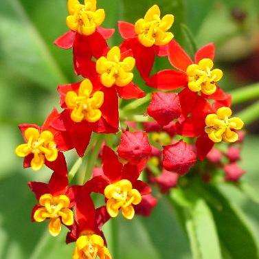 Blood Flower Seeds ~ Asclepias curassavica Seeds - Evergreen Perennial Shrub