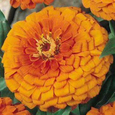 15 Zinnia elegans Orange King Seeds - Zinnia Orange King - Sow Spring - Annual Seeds