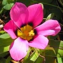 Galaxia versicolor Seeds - Sow Autumn - Indigenous Bulbs Seeds