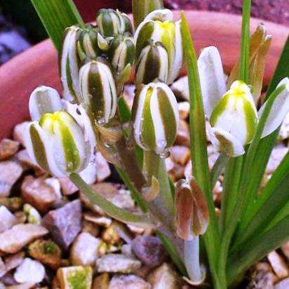 10 Albuca setosa Seeds - Indigenous Bulbs Seeds