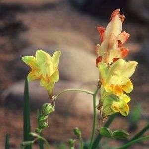 Freesia refracta Seeds - Sow Autumn - Indigenous Bulbs Seeds