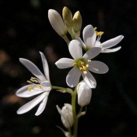20 Ornithogalum conicum Seeds - Viooltjie + GET FREE SEEDS - Indigenous Bulb Seeds from Africa