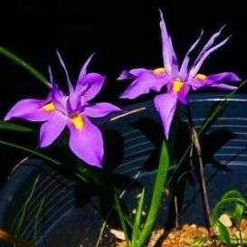 Moraea fugax Seeds - Sow Autumn - Indigenous Bulbs Seeds