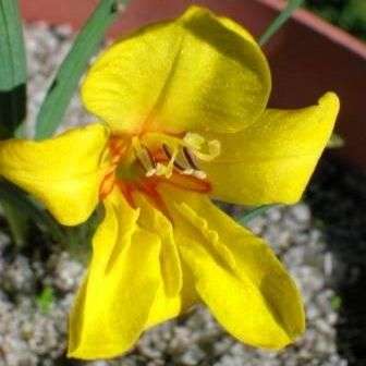 Tritonia florentiae Seeds - Sow Autumn - Indigenous Bulbs Seeds