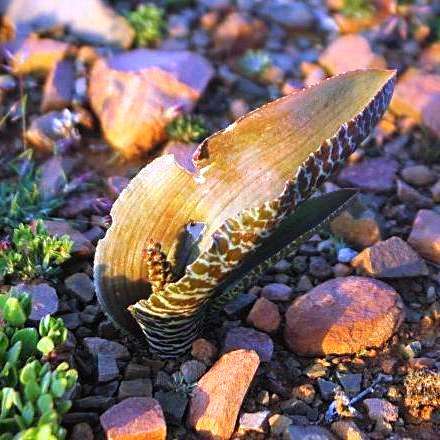 10 Lachenalia zebrina Seeds - Indigenous Bulbs Seeds