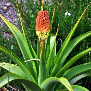Kniphofia northiae Seeds - Sow Spring - Indigenous South African Bulbous Plant Seeds