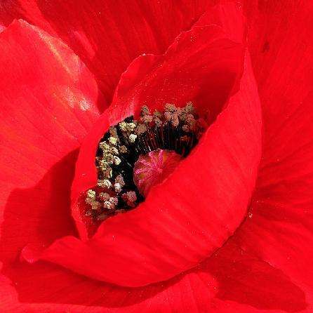 50 Papaver glaucum Seeds - Tulip Poppy - Annual Seeds - Sow Autumn Spring