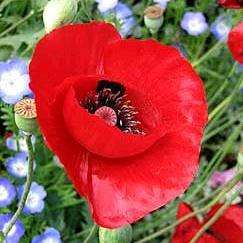 Papaver glaucum Seeds - Tulip Poppy - Annual Seeds - Sow Spring Autumn