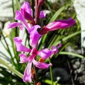 Tritoniopsis lata Seeds - Indigenous Bulbs Seeds