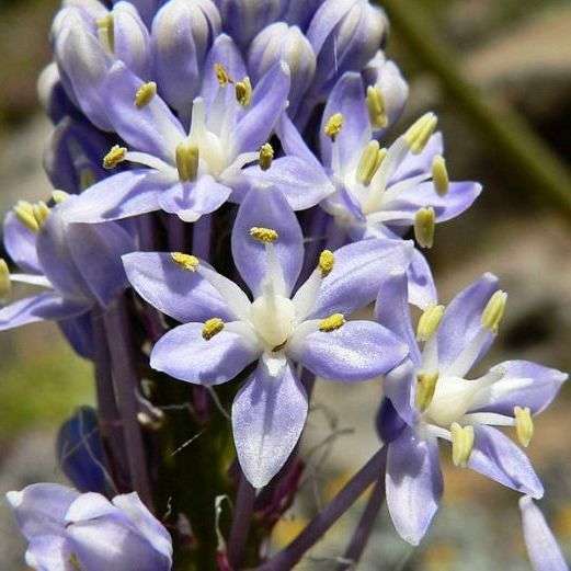 10 Scilla natalensis Seeds - Sow Spring or Summer - Indigenous Bulbs Seeds