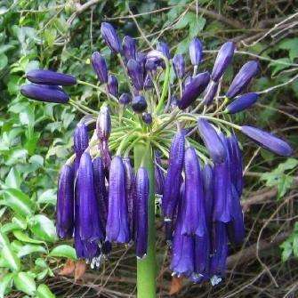 Agapanthus inapertus ssp pendulous Seeds - Indigenous Bulbs Seeds