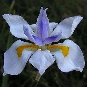 10 Dietes grandiflora - Large Wild Iris, Fairy Iris Seeds - Indigenous Perennial Bulb