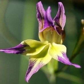 10 Gladiolus venustus Seeds - Sow Autumn - Indigenous Bulbs Seeds