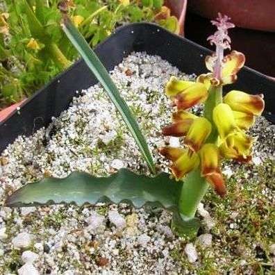 5 Lachenalia mutabilis Seeds - Indigenous Bulbs Seeds