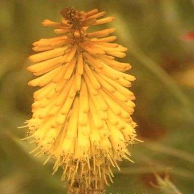 5 Kniphofia splendida Seeds - Sow Spring + FREE Seeds with ALL Orders - Indigenous Bulb Seeds