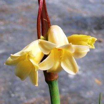 10 Cyrtanthus breviflorus Seeds - Yellow fire lily - Indigenous Bulbs Seeds
