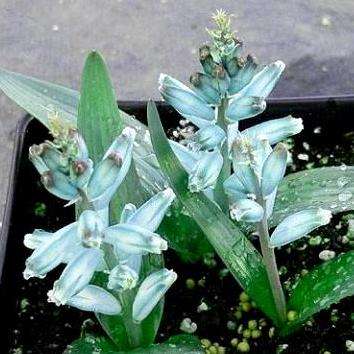 10 Lachenalia viridiflora Seeds - Indigenous Bulbs Seeds