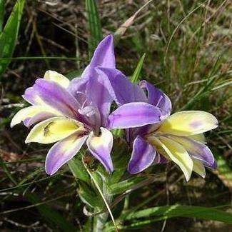 Babiana patula Seeds - Buy Seeds for South African Indigenous Bulbs - Worldwide Shipping!