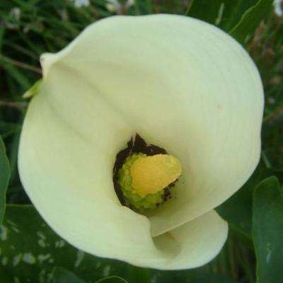 50 Zantedeschia albomaculata Seeds - Black Throated Arum Lily - Indigenous Bulk Bulbs Seeds