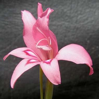 10 Gladiolus pappei Seeds - Sow Autumn - Indigenous Bulbs Seeds