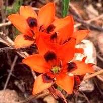 20 Tritonia deusta Seeds - Sow Autumn - Indigenous South African Bulb Seeds