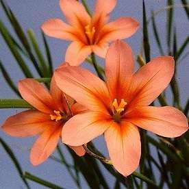 10 Moraea collina Seeds - Sow Autumn - Indigenous Bulbs Seeds