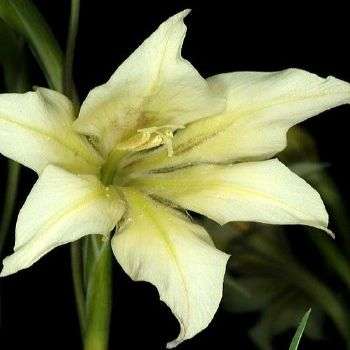 Gladiolus tristis var tristis Seeds - Sow Autumn  - Indigenous Bulbs Seeds