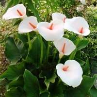 10 Zantedeschia aethiopica Seeds - Sow Autumn - Indigenous South African Bulb Seeds