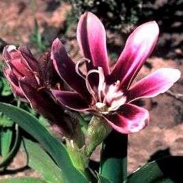 10 Sparaxis grandiflora ssp grandiflora Seeds - Sow Autumn - Indigenous Bulbs Seeds