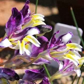 10 Sparaxis variegata Seeds - Sow Autumn - Indigenous Bulbs Seeds