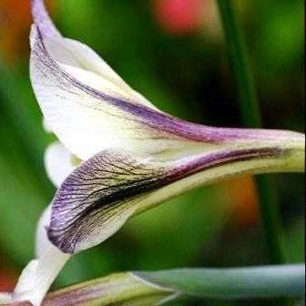 Gladiolus tristis Seeds - Buy Seeds for South African Indigenous Bulbs