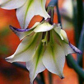 10 Gladiolus tristis Seeds - Indigenous Bulbs Seeds