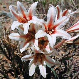 10 Cyrtanthus smithiae Seeds - Indigenous Bulbs Seeds