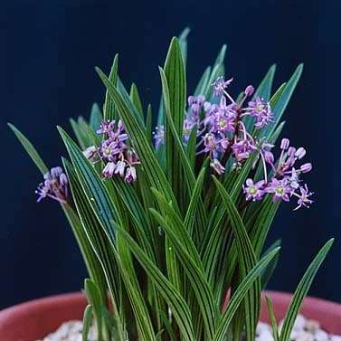 10 Ledebouria cooperi Seeds - Indigenous Bulbs Seeds