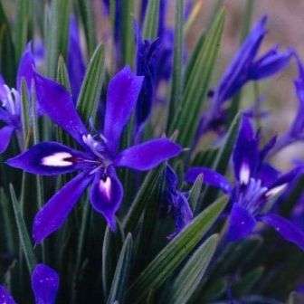 5 Babiana framesii Seeds - Sow Autumn Indigenous South African Bulb Seeds for Sale in South Africa