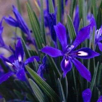Babiana framesii Seeds - Sow Autumn - Indigenous Bulbs Seeds