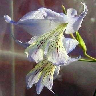 10 Gladiolus gracilis Seeds - Sow Autumn - Indigenous Bulbs Seeds