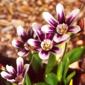 Sparaxis grandiflora ssp violaceae Seeds - Sow Autumn - Indigenous South African Bulb Seeds