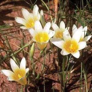 10 Romulea leipoldtii Seeds - Sow Autumn - Indigenous - Buy Seeds For South African Bulbs